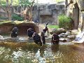 some-funny-monkeys.html