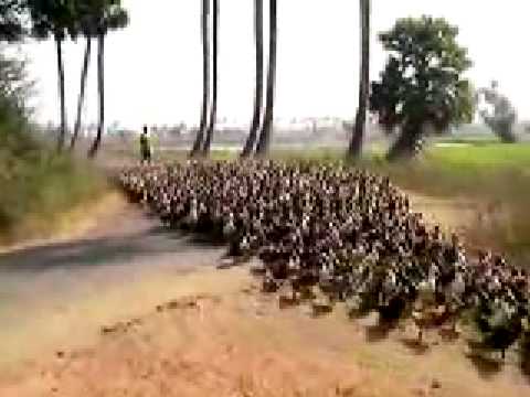 See video