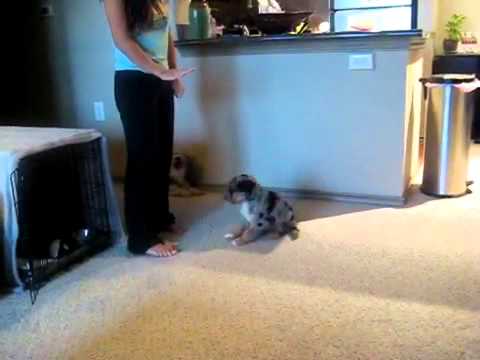 how to train aussiedoodle