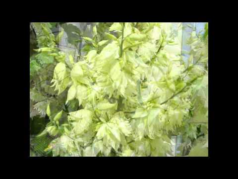 how to transplant yucca filamentosa