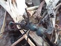 Ant fight!! Execution of a prisoner ant