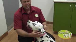 How to Apply Eye Ointment or Eye Medication