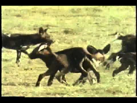 Vida Selvagem - Os Cães Selvagens da África - Parte 5 / 5