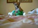 Poochtastic!