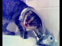 Meine Katze trinkt aus dem Wasserhahn...