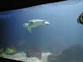Houston Zoo Sea Turtles