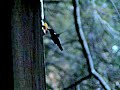 Hummingbirds ~ Hummingbirds ~