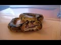 videos de 12-1 Hurricane.wmv