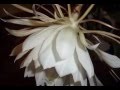 Night Blooming Cereus Flower