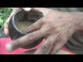 The Travel Creatives: Kava Kava Traditional Preparation Hawaii Style