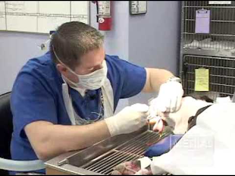 professional dental cleaning for dogs