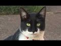 Drama Cat... His Name is Batman Drama Cat... His Name is Batman