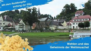 Wehlen entdecken: Geschichte, Gotteshaus für Radfahrer und das Geheimnis der Wehlmuschel Wehlen entdecken: Geschichte, Gotteshaus für Radfahrer und das Geheimnis der Wehlmuschel