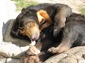 Sun Bear with long tongue Sun Bear with long tongue