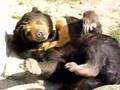 Sun Bear with long tongue