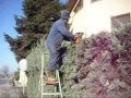 Nonno Dino e le sue avventure: Nonno Dino Vs Siepe