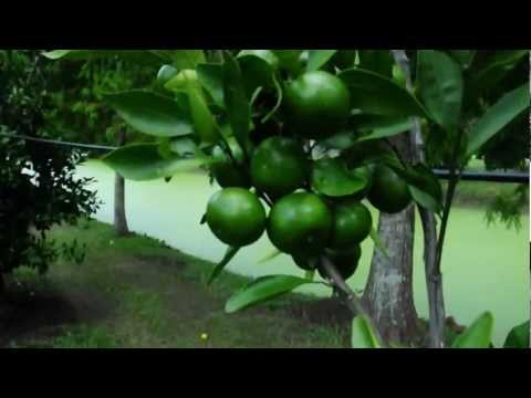 how to fertilize satsuma trees