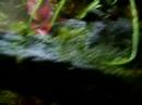 Nuevo terrario para bombinas mejorado y con cascada.