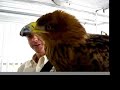 British School of Falconry British School of Falconry