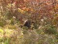 Porcupine that I almost stepped on.