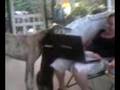 Greyhound freaking out