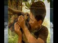 Clip Kalaweit Sumatra (Gibbon) Clip Kalaweit Sumatra (Gibbon)