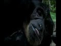 Clip Kalaweit Sumatra (Gibbon)