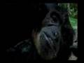 Clip Kalaweit Sumatra (Gibbon)