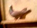 videos de racing pigeons the best schampions GB.BL.