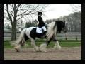 Gypsy Vanner Stallion Lake Ridge British Sterling
