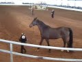 Hannah at Fall Arabian Horse Show