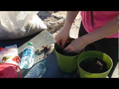 how to transplant dill