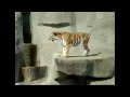 Tiger scared by a bird