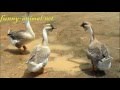 Geese defend against visitors