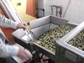 Kampia Olive Oil - Sorting