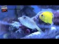 Meerwasser Aquaristik Fichtl in Utting am Ammersee