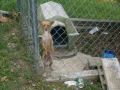 Dog dancing to merengue song