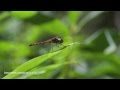 Video Message from Misia - United Nations Decade on Biodiversity launch in Kanazawa