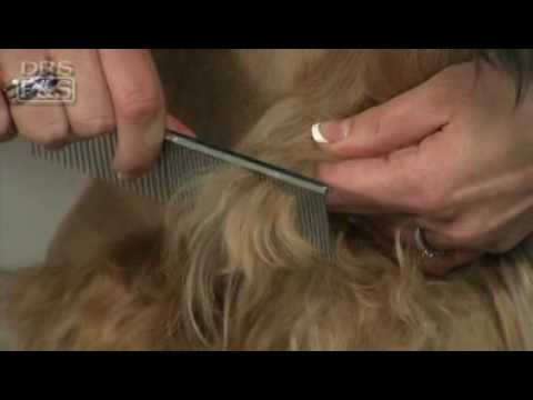 How to Remove Mats in Your Dog's Fur (DrsFosterSmith)