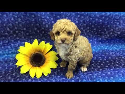Redwhite boy toy poodle
