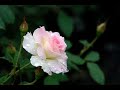 Iranian Art: Poem By Esmail Vafa Yaghmai (Part 2) Iranian Art: Poem By Esmail Vafa Yaghmai (Part 2)