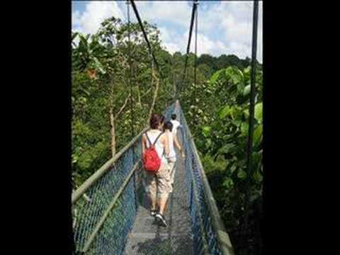Treetop Walk