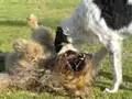 Borzoi video