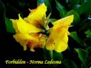Norma Ledesma - Forbidden