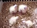 de vier donsjes de vier donsjes