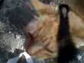 videos de awea-dicalgua.