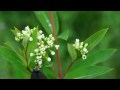 videos de Ctenucha Virginica moth feeding on Apocynum cannabinnum