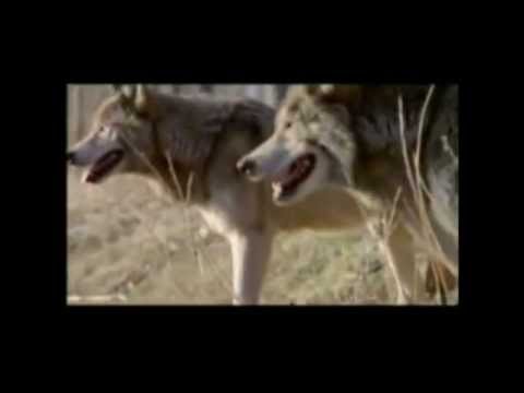cheetah snarl