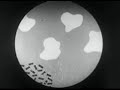 Toxoid Vaccine 1955