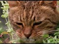 los gatos se drogan los gatos se drogan